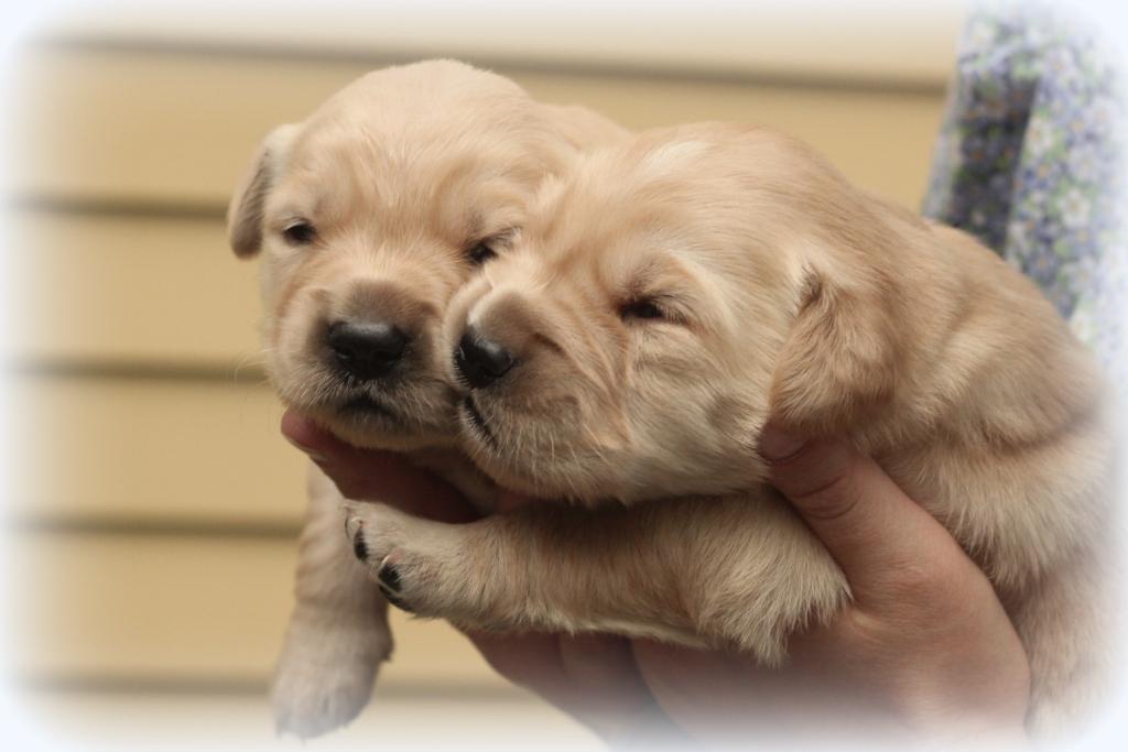 Two Week Old Puppies Windy Knoll Golden Retrievers